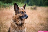 naked vagina xxx doggy