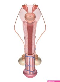 pics of hole in a pussy to put in a dick
