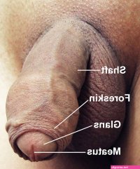 dicks foreskin