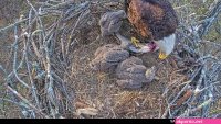 dale hollow eagle cam