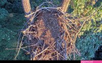 dale hollow eagle cam