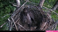 dale hollow eagle cam