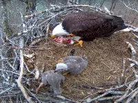 dale hollow eagle cam
