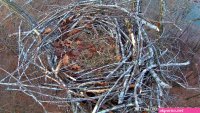 dale hollow eagle cam