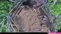 dale hollow eagle cam