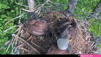 dale hollow eagle cam