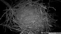 dale hollow eagle cam