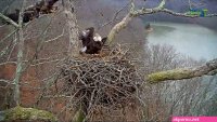 dale hollow eagle cam