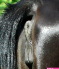 Mare pussy 002