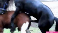 Black stallion terrorizing that oozing mare pussy