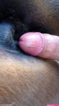 Mare pussy being explored by a hard human cock