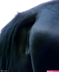 Mare pussy 001