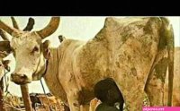 VIDEO: Aboki Herdsman Caught Having Sex With One Of His Cows