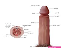 Pene