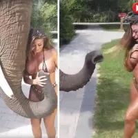 Playboy model in tiny bikini gets groped by elephant while on safari in hilarious video