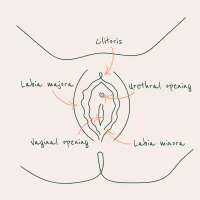 Vagina Anatomy: What Are The Different Parts?