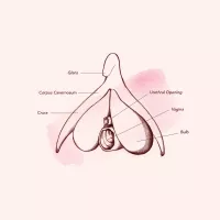 Vagina Diagram Anatomy: Everything You Need To Know