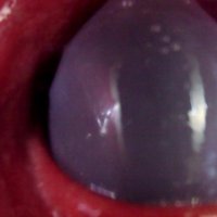 Internal Anal Camera Bad Dragon Flint Fucks My Ass And Cums In A Condoms And Fills My Guts Heartbea