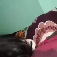Bengali Couple Having Fun ft. Desi Hot Girl by Desi Sex Videos Viral: Indian Desi Missionary Pussy Nude Porn