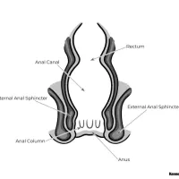 Advanced Guide to Having Anal Sex Step-by-Step Visuals