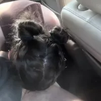 Teen Slut Gives Sloppy Blowjob in Backseat then gets Fucked on Hood
