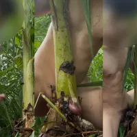 Thaise man neukt bananenboom 2