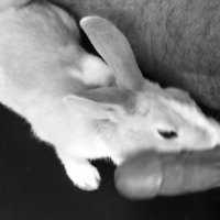 Rabbit makes man pretty aroused by sniffing his erect cock