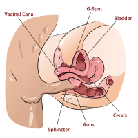 Is the Anal Orgasm Real? Discover How to Make It Happen for Herand for You!