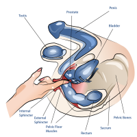 Is the Anal Orgasm Real? Discover How to Make It Happen for Herand for You!