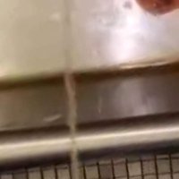 Taking a piss at an old urinal trough