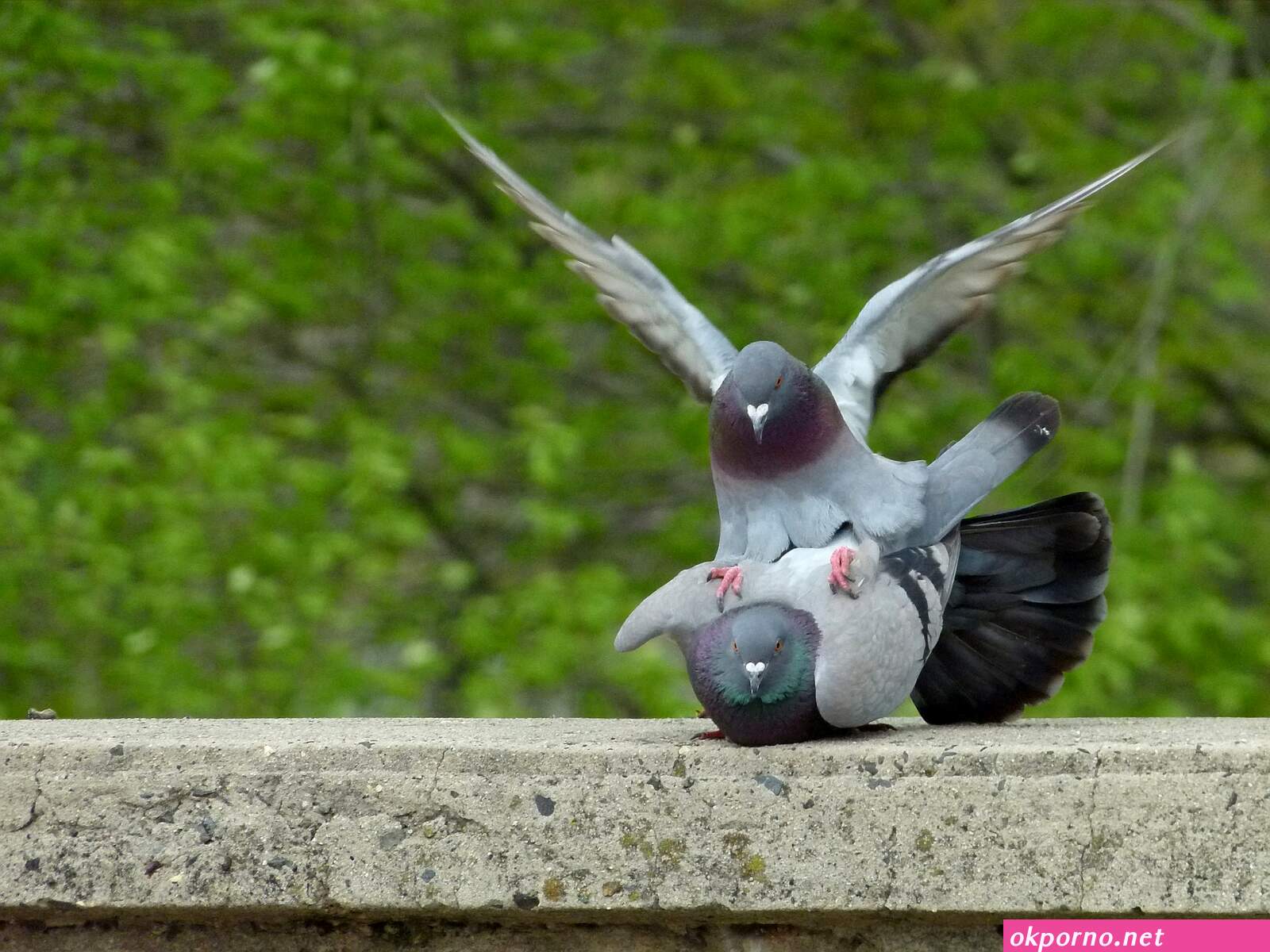 Birds having sex