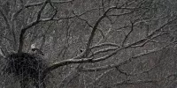 dale hollow eagle cam