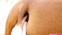 Touching mare pussy