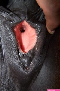 Mare pussy pics Sexy Quality photos free.
