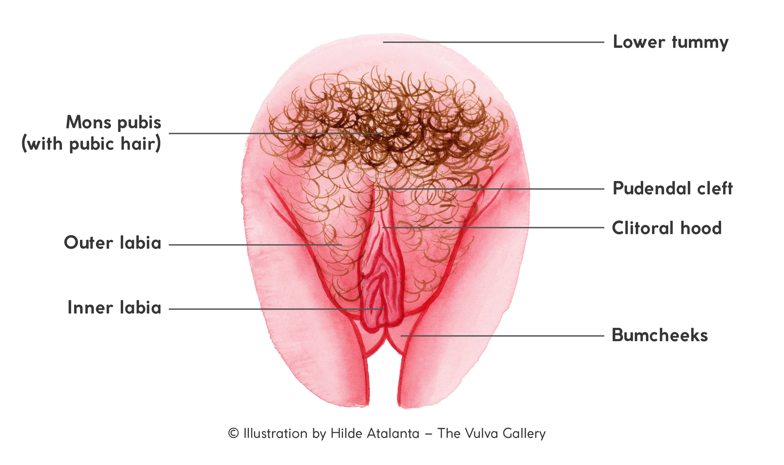 Inner view vaginal xxx pics