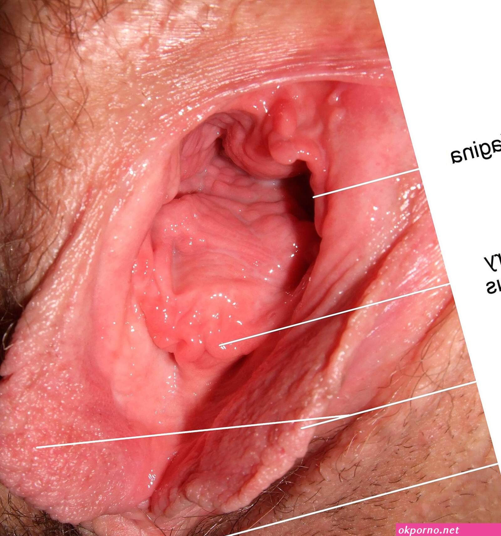 Pussy inside pussy